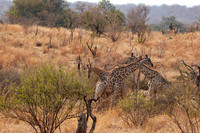 Matetsi game reserve