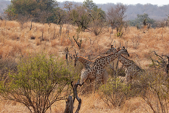 Matetsi game reserve