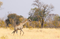 Giraffes