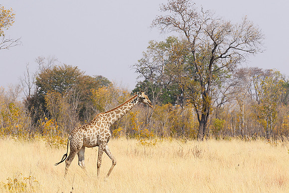 Hwange National Park