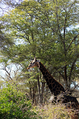 Malilangwe