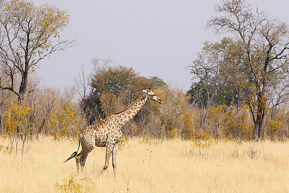 Hwange National Park