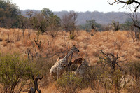 Matetsi game reserve