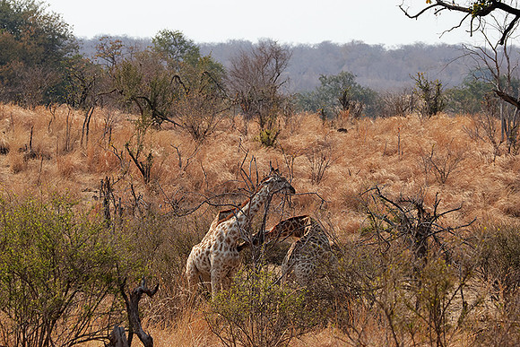 Matetsi game reserve