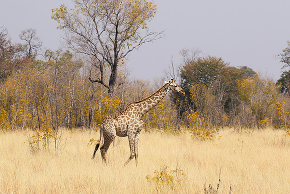 Hwange National Park