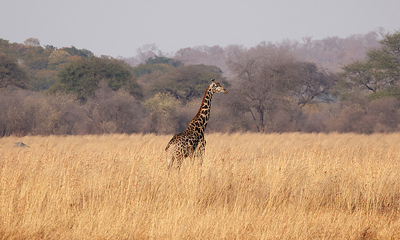 Matetsi game reserve