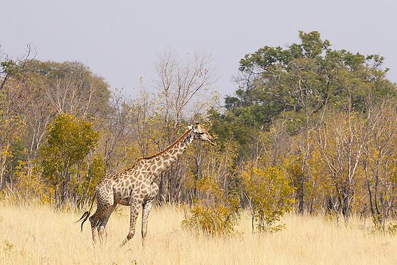Hwange National Park