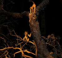 South Luangwa