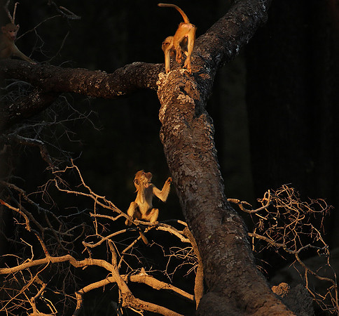 South Luangwa