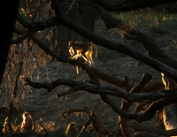 South Luangwa