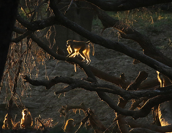 South Luangwa