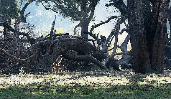 South Luangwa