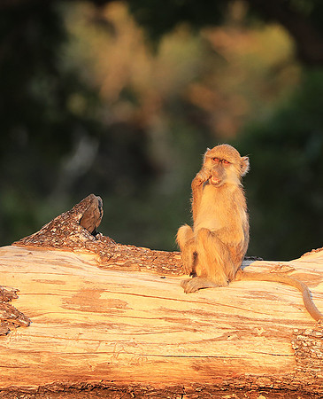 Yellow baboon - South Luangwa NP