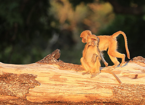 Yellow baboon - South Luangwa NP