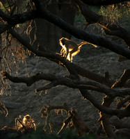 South Luangwa