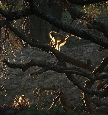 South Luangwa