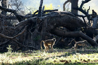 South Luangwa