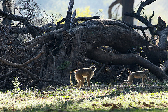 South Luangwa