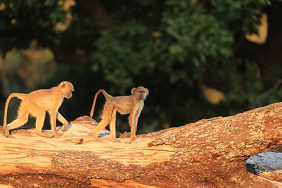 Yellow baboon - South Luangwa NP