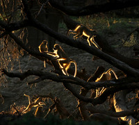 South Luangwa