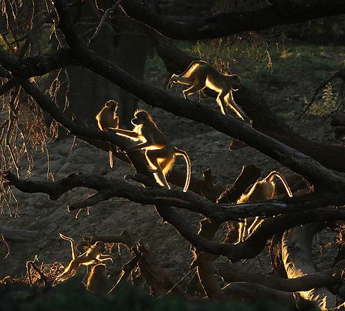 South Luangwa
