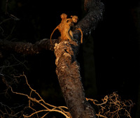South Luangwa