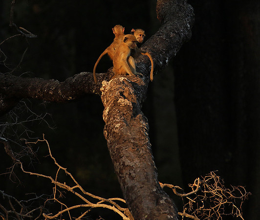 South Luangwa