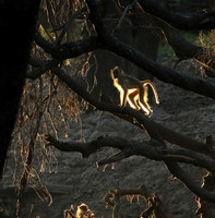 South Luangwa