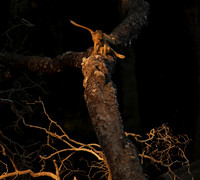 South Luangwa