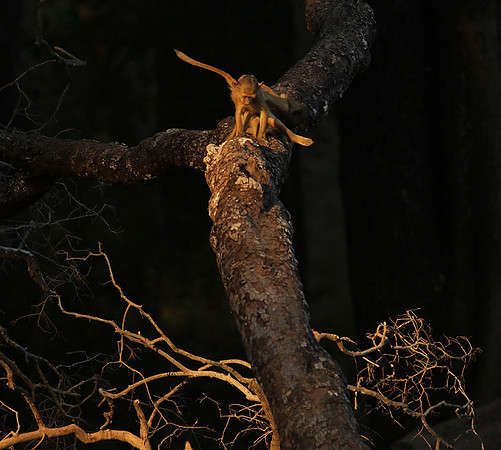 South Luangwa