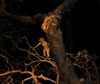 South Luangwa