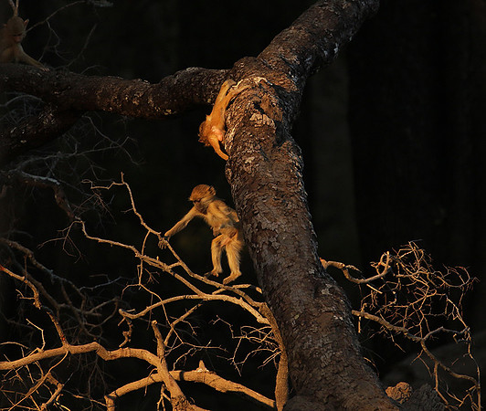 South Luangwa