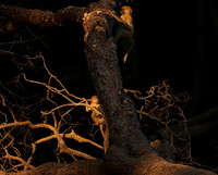 South Luangwa