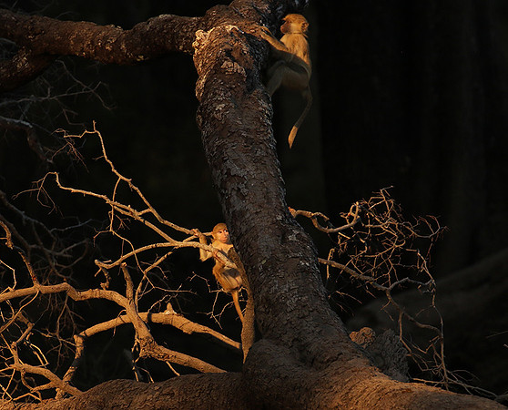 South Luangwa