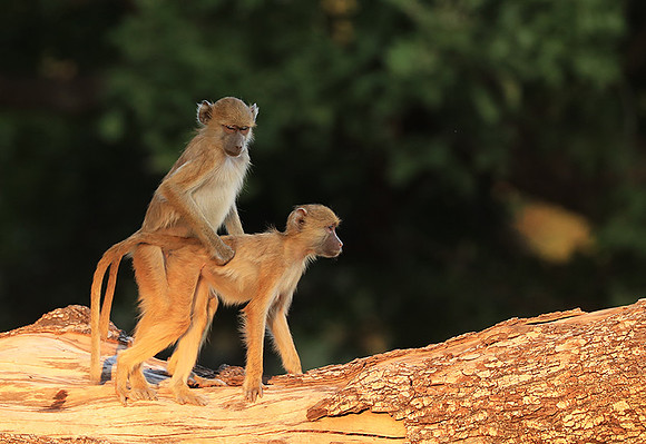 Yellow baboon - South Luangwa NP