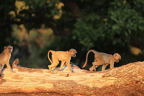 Yellow baboon - South Luangwa NP
