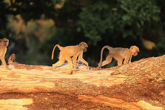 Yellow baboon - South Luangwa NP