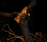 South Luangwa