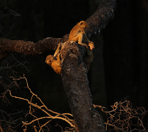 South Luangwa