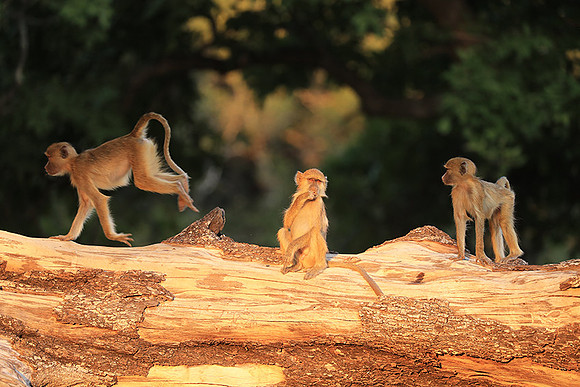 Yellow baboon - South Luangwa NP