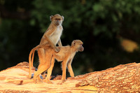 Yellow baboon - South Luangwa NP