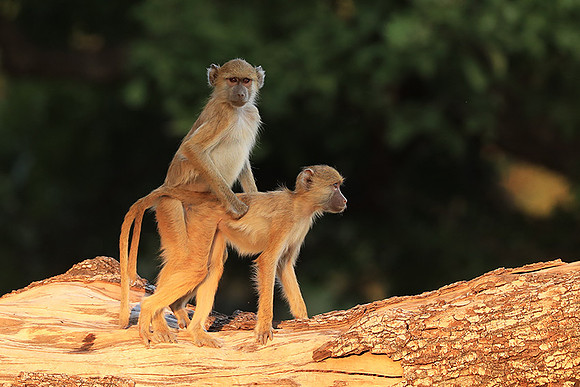 Yellow baboon - South Luangwa NP