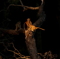 South Luangwa
