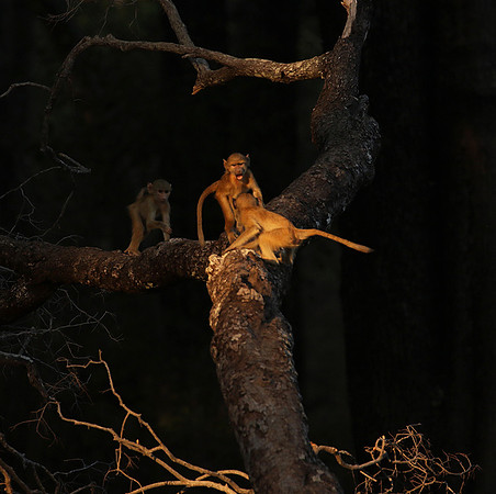 South Luangwa