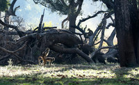 South Luangwa