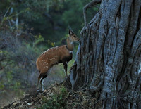 South Luangwa National Park