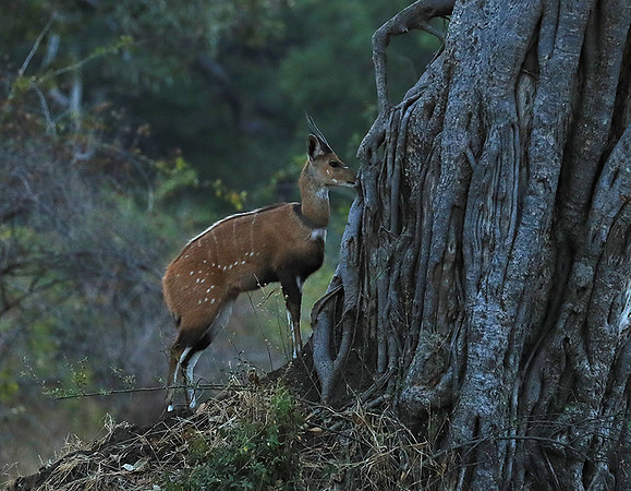 South Luangwa National Park