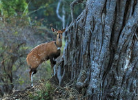 South Luangwa National Park