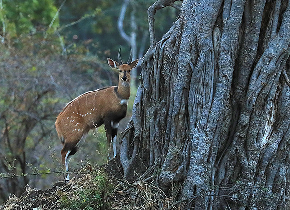 South Luangwa National Park