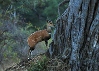 South Luangwa National Park